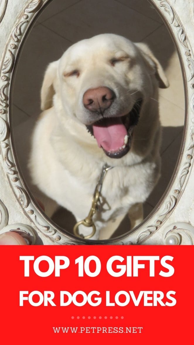 top 10 gifts for dog lovers