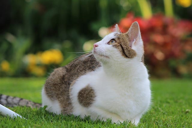 top-cat-names