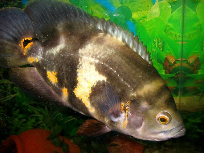unique-oscar-fish-names