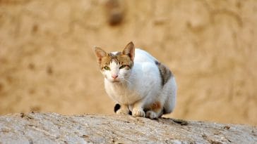 unisex-dutch-cat-names