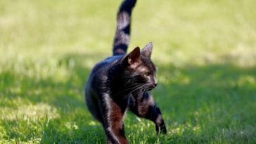 unisex-sport-cat-names