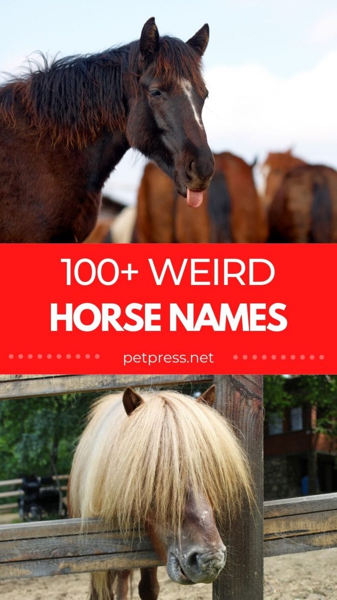 weird horse names