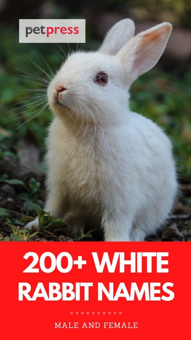 white rabbit names