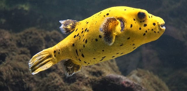 yellow-black-fish-names