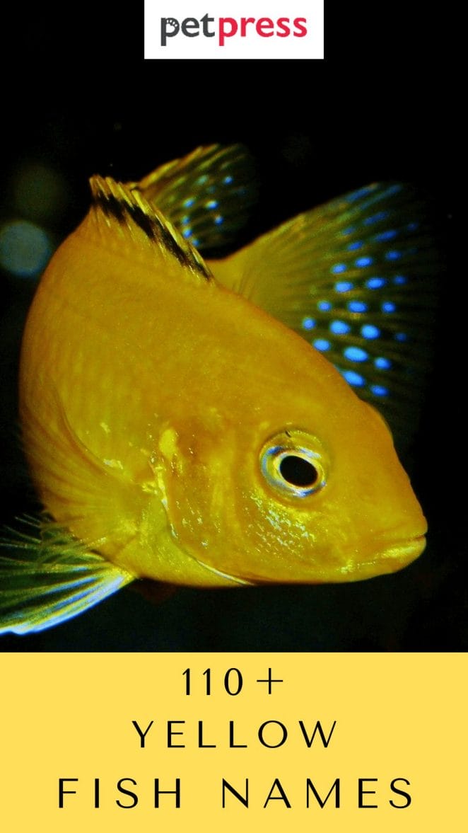 yellow-fish-names