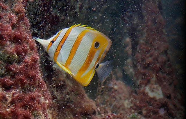 yellow-striped-fish-names