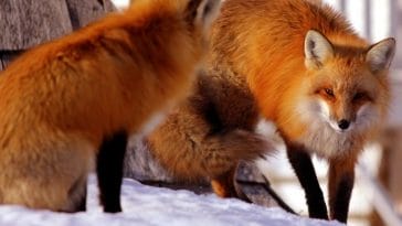100+ Best Red Fox Names - List of Names for Red Foxes
