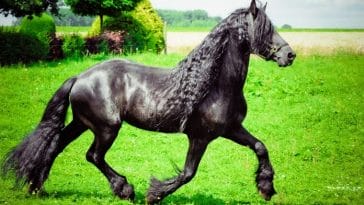 200+ Best Friesian Horse Names - Names For A Friesian Horse Breed