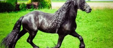 200+ Best Friesian Horse Names - Names For A Friesian Horse Breed
