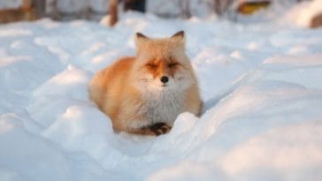 200+ Best Japanese Fox Names That Will Make Your Pet Stand Out