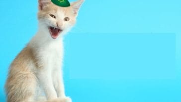250+ Best Jewish Cat Names for Your New Kitten