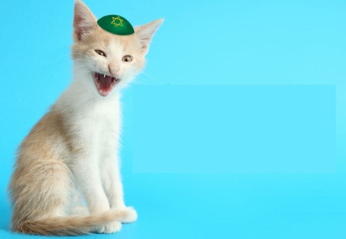 250-best-jewish-cat-names-for-your-new-kitten