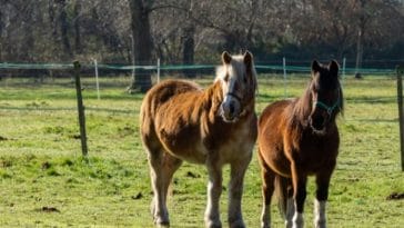 250+ French Horse Names - List of French Names for A Pet Horse