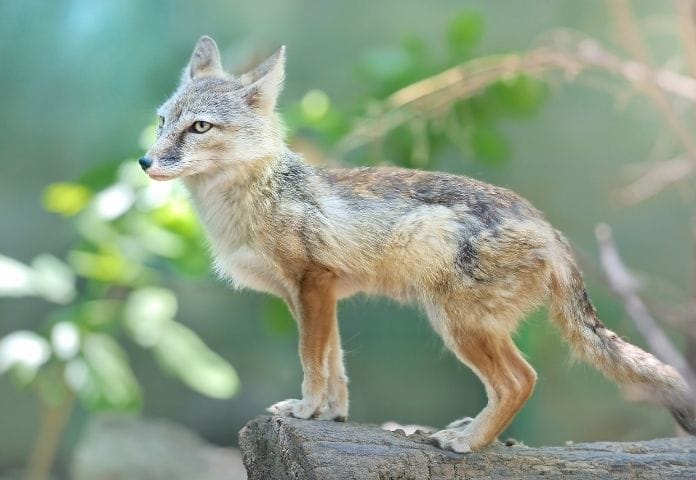 40+ Mythical Fox Names - Why These Are The Best Mythical Foxes