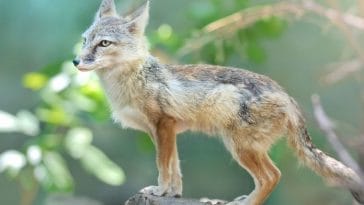 40+ Mythical Fox Names - Why These Are The Best Mythical Foxes