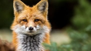 50+ Names That Mean Fox - Names Meaning Fox For Your Pet