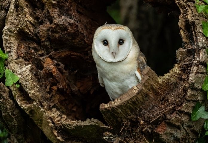 60-barn-owl-names-the-best-list-you-ll-ever-find