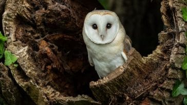 60+ Barn Owl Names - The Best List You'll Ever Find
