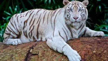 70+ Best White Tiger Names - Unique Names for White Tigers