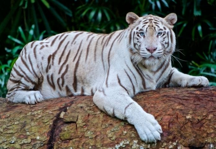 70+ Best White Tiger Names - Unique Names for White Tigers