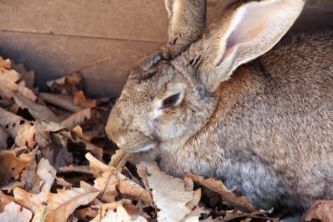 9 Interesting Facts About Rabbits That Are So Unique You Didn't Know