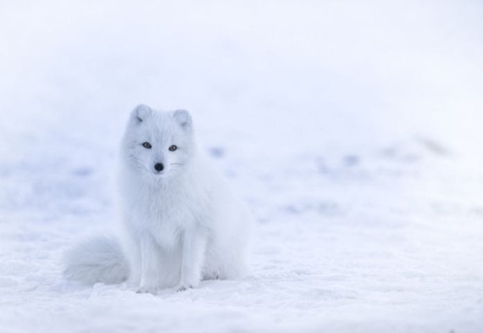 Arctic Fox Names