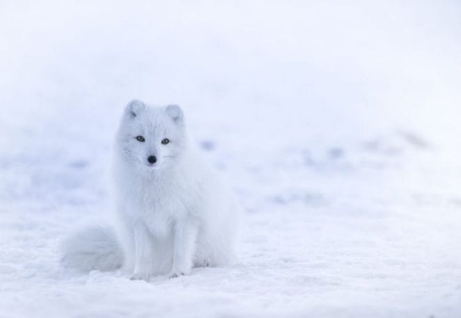 Arctic Fox Names
