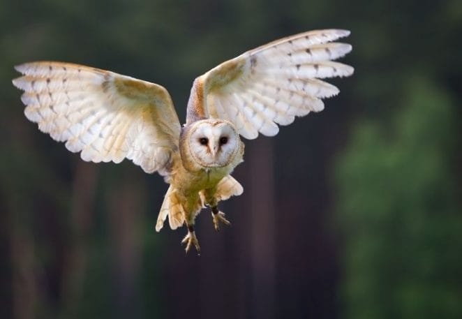 Barn Owl Latin Names