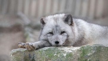 Best 200+ White Fox Names - Cool Names For A White Fox