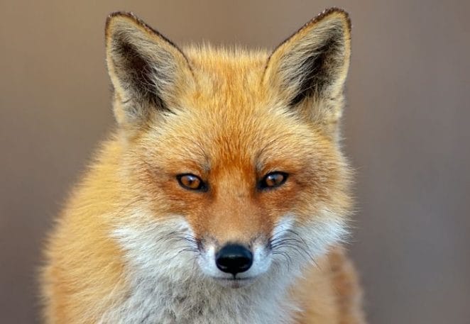 Best Red Fox Names