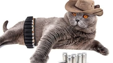 Best Western Cat Names - List of 300+ Western-Inspired Cat Names