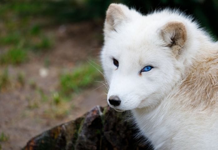 Best White Fox Names