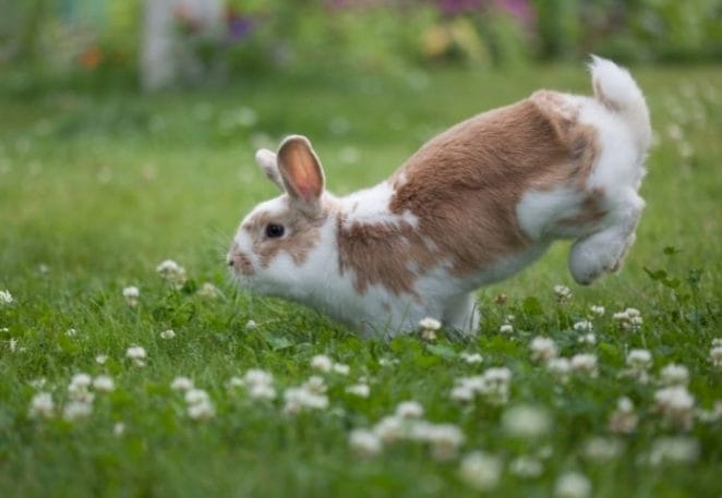 Bunnies ‘binky’ when they’re happy