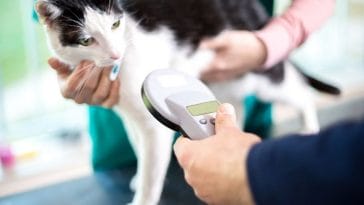 Cat Microchipping Will Be Mandatory in the UK