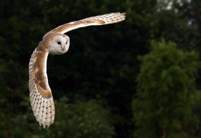 60+ Barn Owl Names: The Best List You'll Ever Find