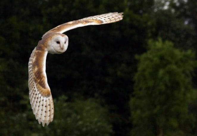 Famous Barn Owl Names