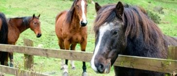 Fantastic Irish Horse Names - 200+ Great Names Ideas and Meanings