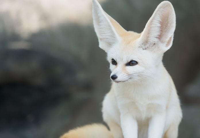 Female Fennec Fox Names