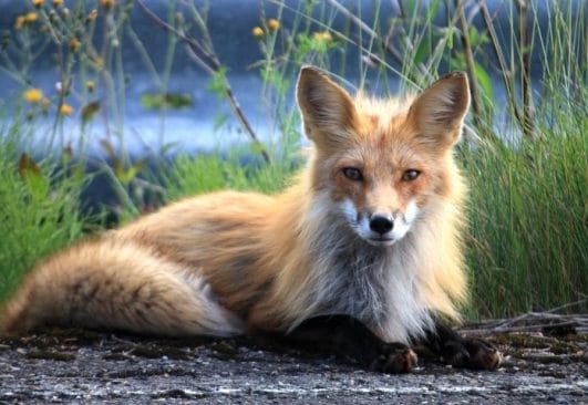 50+ Names That Mean Fox: Names Meaning Fox For Your Pet