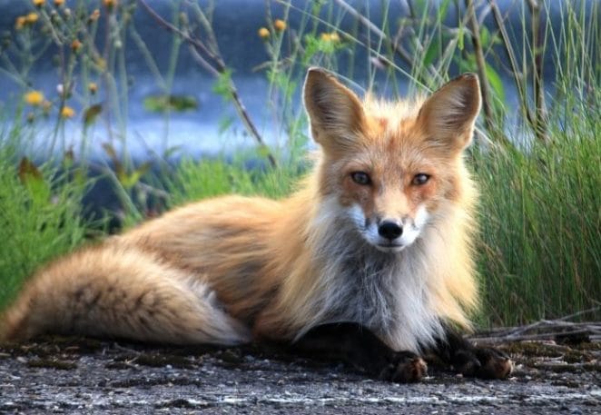 Female Names Meaning Fox