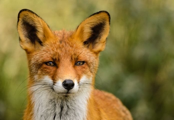 Female Red Fox Names