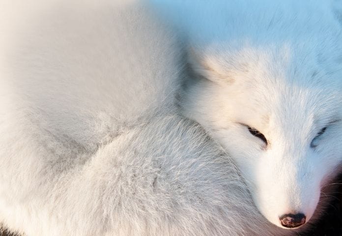 Female White Fox Names