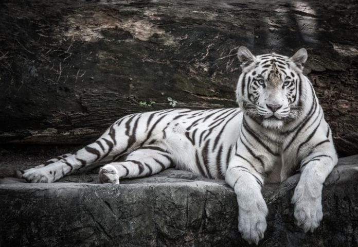 70-best-white-tiger-names-unique-names-for-white-tigers