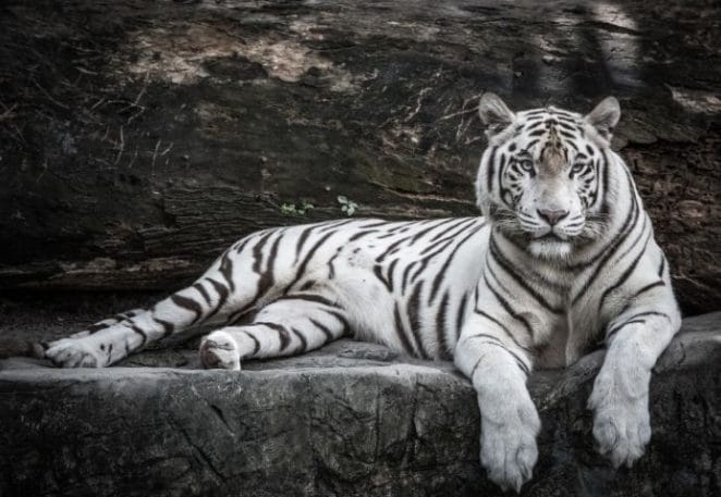 Female White Tiger Names