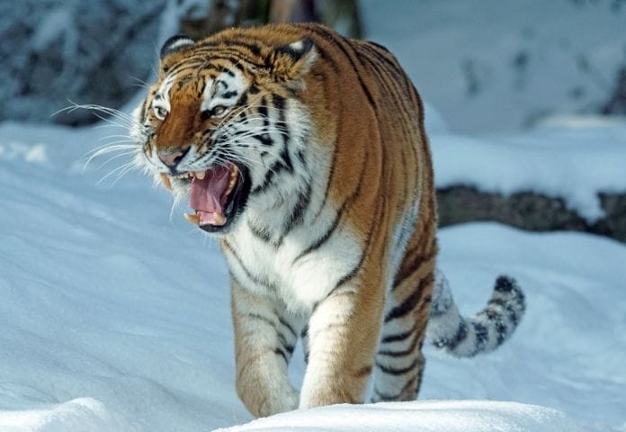 the-most-awesome-80-names-that-mean-tiger