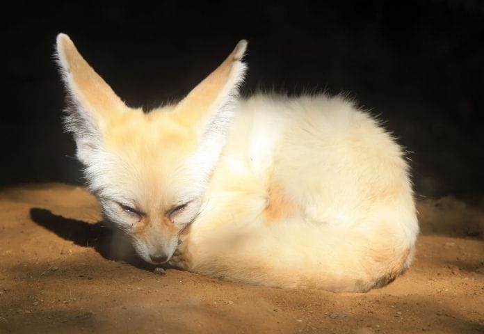 Fennec Fox Latin Names