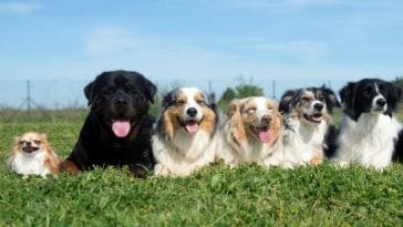 How to Name your Dog - Tips on Choosing the Perfect Dog Name