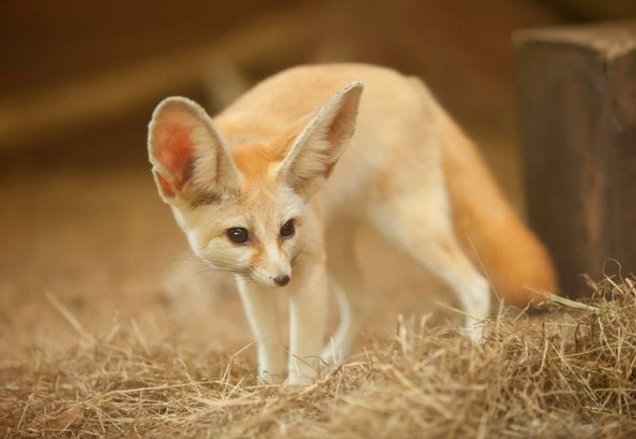 Male Fennec Fox Names