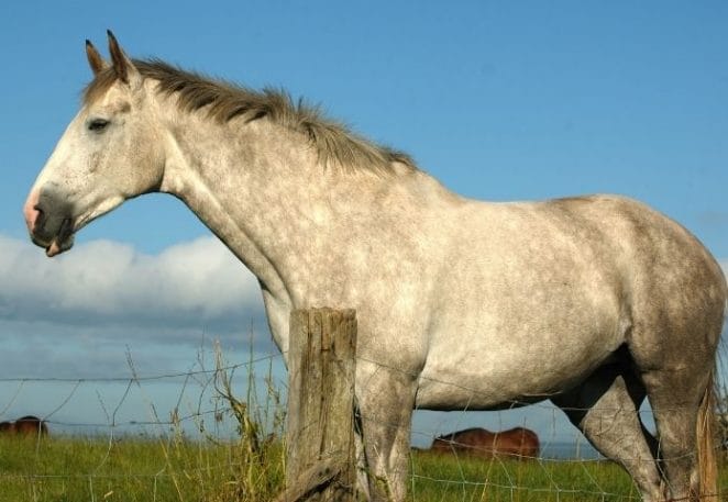 Male Irish Horse Names