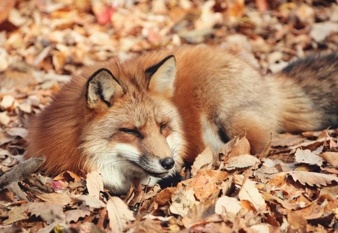 Male Kitsune Names